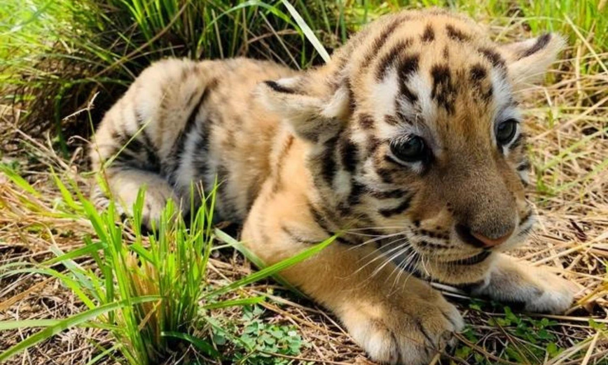 4- Hổ con sinh ra bị mù tạm thời và chỉ có một nửa số hổ con là sống sót: các chú hổ con khi sinh ra chưa mở mắt ngay được và kể cả khi mở mắt thì cũng không đạt được thị lực đầy đủ ngay. Khi ấy, chúng chỉ biết bám theo mùi hương của mẹ mình. (Nguồn: Kenh14)