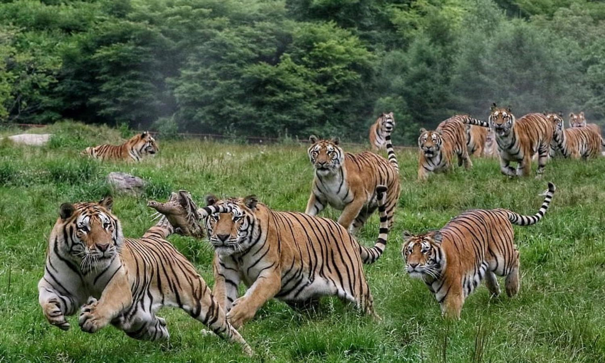 6- Hổ có thể chạy nước rút với tốc độ trên 60km/h: hổ không phải là loài chạy nhanh nhất trong thế giới động vật nhưng hổ có chân rất khỏe giúp chúng bứt tốc lên mức 60km/h. Tuy nhiên hổ chỉ làm được vậy trong cự ly ngắn. (Nguồn: Internet)