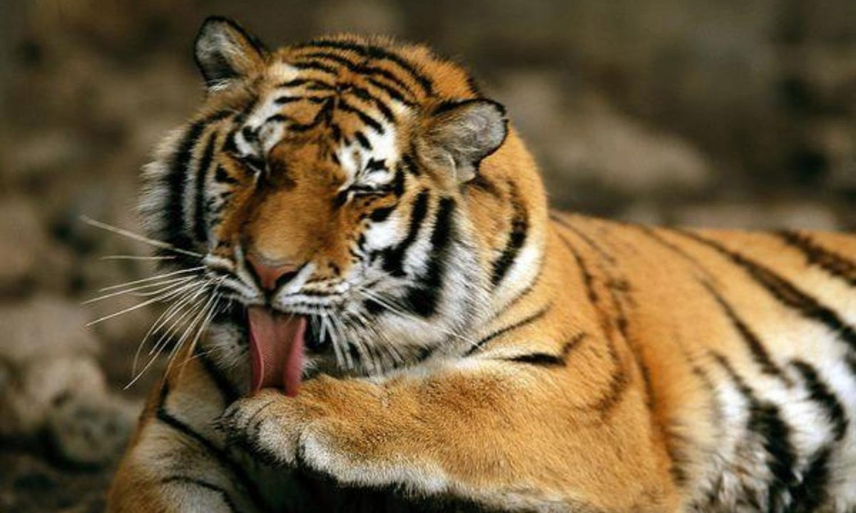 5- Nước bọt của hổ có tính sát trùng: chính nhờ tính chất này của nước bọt hổ mà hổ thường liếm thân thể của mình để tránh nhiễm trùng. (Nguồn: Internet)