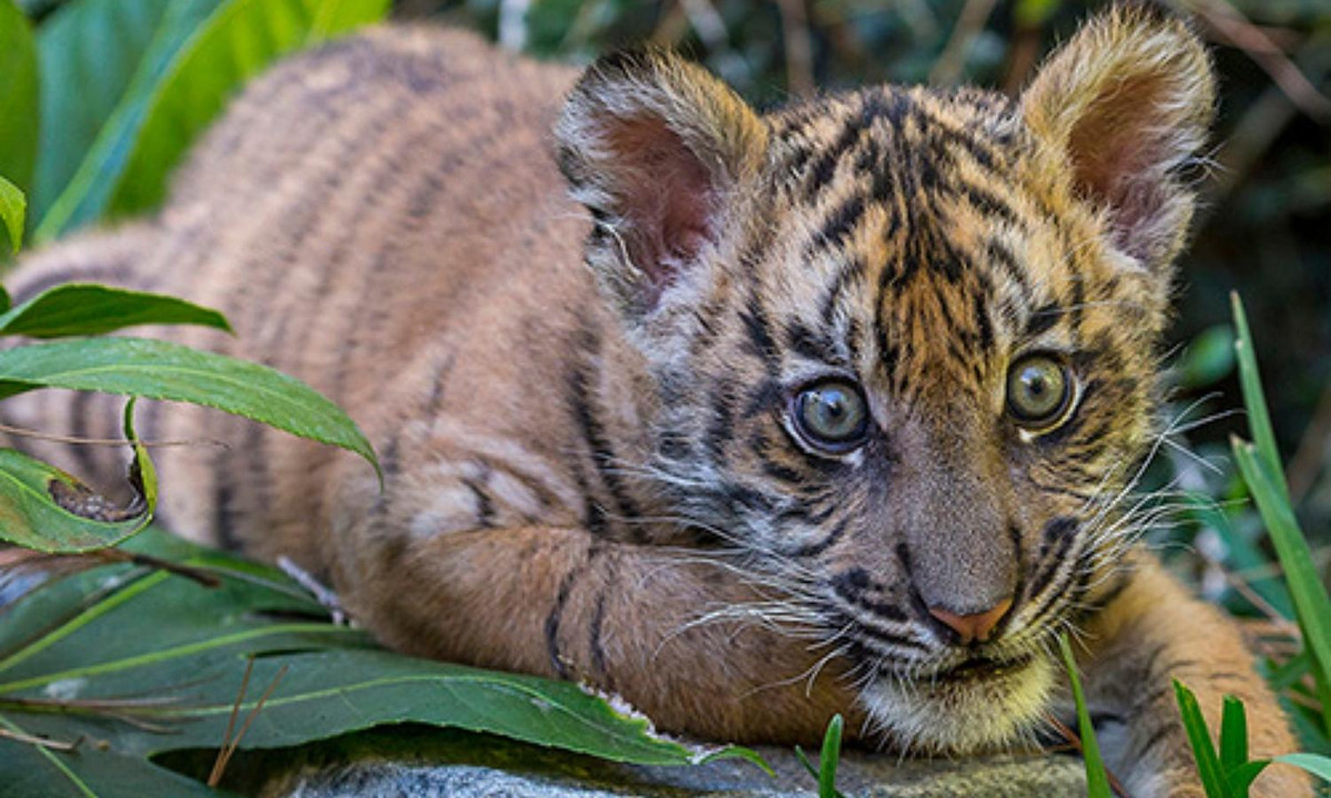 Chỉ một số cá thể là sống sót được, trong khi nhiều con khác sẽ chết do đói và lạnh. (Nguồn: doanhnhanphaply.vn) 