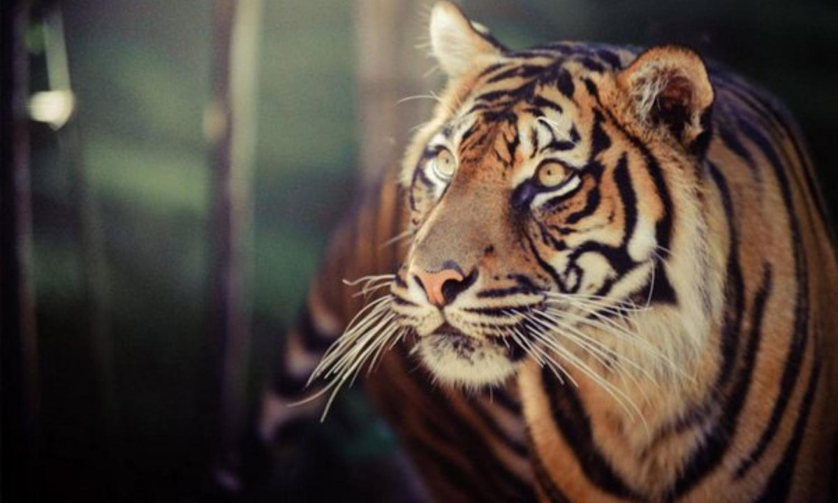 3- Hổ là động vật hoạt động về đêm: không phải con hổ nào cũng vậy nhưng đúng là loài vật này ưa thích đi săn đêm. Lý do là hổ muốn tránh đụng độ với con người vào ban ngày và cũng có thói quen tuần tra lãnh thổ của mình về đêm. (Nguồn: VnReview) 