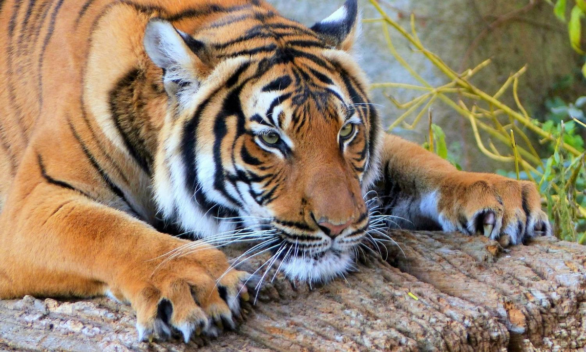 8- Nước tiểu của hổ có mùi bắp rang bơ: hổ dùng nước tiểu để đánh dấu lãnh thổ, cảnh báo những kẻ xâm nhập. Và nước tiểu này có mùi bắp rang bơ. (Nguồn: Wikipedia)