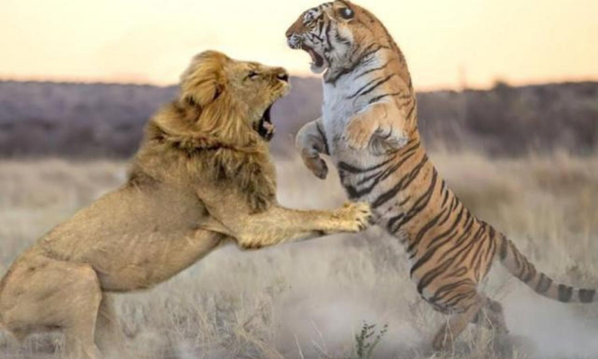 2- Cú tát của hổ có thể giết chết bạn: người ta vẫn hay nói rằng một cú tát bằng bàn chân trước của hổ là đủ để giết chết một người, một con vật, hoặc ít nhất làm gãy xương người hoặc con vật. (Nguồn: 24H)