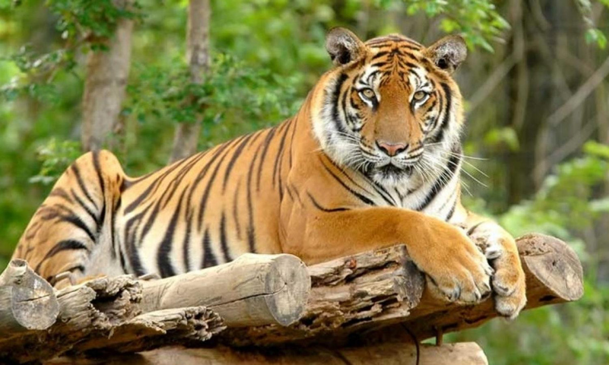 7- Hổ ít khi gầm và thường rất khiêm tốn trước tập thể: khác biệt với sư tử, hổ gần như không gầm mấy. Trong thiên nhiên, người ta thường bắt gặp cảnh hổ đực trưởng thành nhường quyền ăn trước cho hổ cái và hổ con. (Nguồn:VOV).