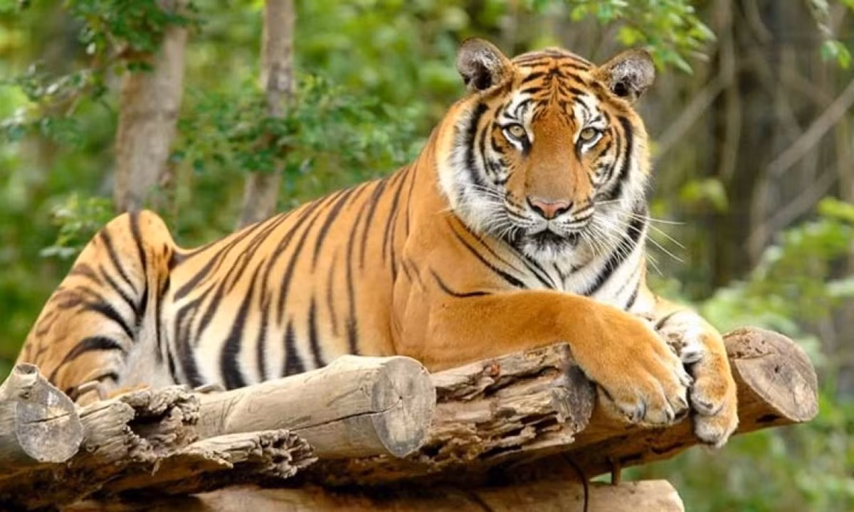 7- Hổ ít khi gầm và thường rất khiêm tốn trước tập thể: khác biệt với sư tử, hổ gần như không gầm mấy. Trong thiên nhiên, người ta thường bắt gặp cảnh hổ đực trưởng thành nhường quyền ăn trước cho hổ cái và hổ con. (Nguồn:VOV).