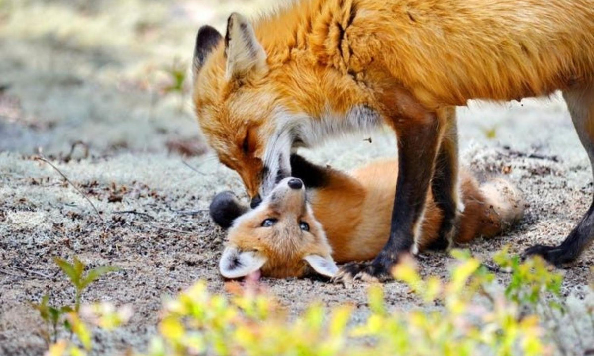 Cáo mẹ đang nô đùa cùng con. Nuôi con nhỏ là việc của cả gia đình cáo đỏ. Theo Live Science, cáo đỏ con được nuôi bởi cả mẹ và bố. Anh chị lớn hơn đôi khi cũng sẽ giúp một tay bằng cách mang cho các em thức ăn.