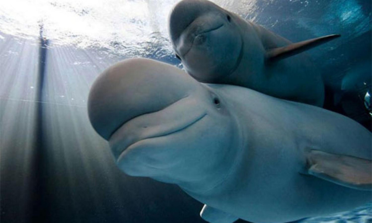 Khoảnh khắc cá voi con Beluga được mẹ "tháp tùng" bơi trong đại dương. Cá heo sinh sản bằng cách nuôi con non bên trong bào thai giống như các động vật có vú trên cạn khác. Đây là một trong những bức ảnh kinh điển về tình mẫu tử trong thế giới động vật.