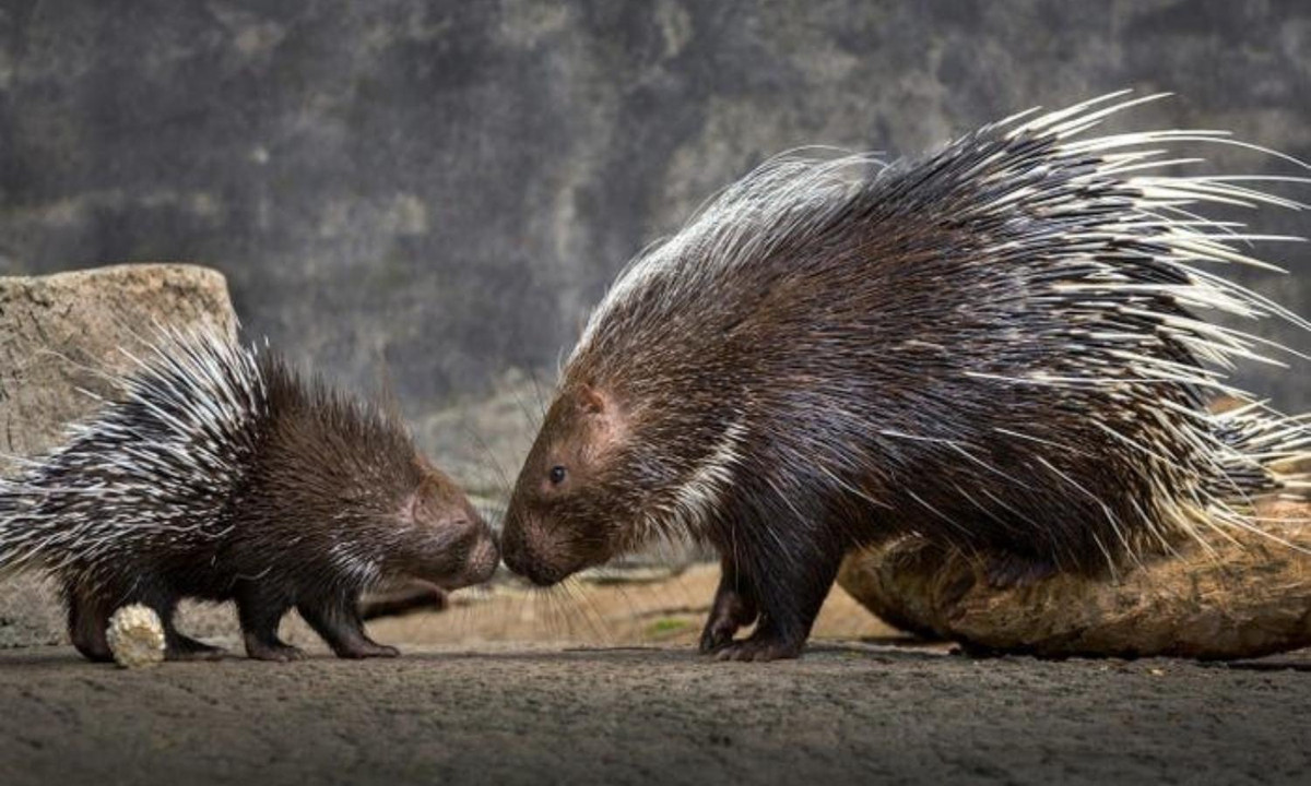 Khoảnh khắc “rụi đầu” vào nhau siêu dễ thương của mẹ con nhà nhím. Nhím thường sinh khoảng 4 đứa con. Theo National Geographic, một con nhím mới sinh sẽ có lông mềm, nhưng chúng sẽ cứng lại chỉ sau vài ngày.