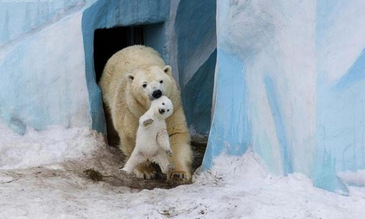 Gấu cái Bắc cực nuôi con một mình và cực kỳ bảo vệ chúng. Gấu cái Bắc cực chăm sóc đàn con trong 28 tháng đầu đời, dạy chúng cách săn mồi và các kỹ năng khác cần thiết để sinh tồn.