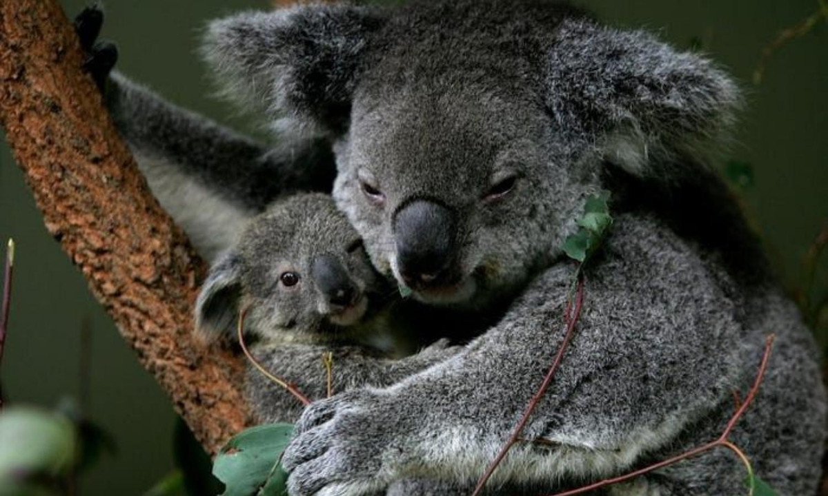 Hai mẹ con nhà gấu Koala vô cùng yêu thương nhau. Gấu Koala cái che chở cho con trong túi của chúng trong 6 tháng. Còn gấu Koala con sẽ dành 6 tháng trong túi mẹ cho đến khi phát triển đủ để ra ngoài.