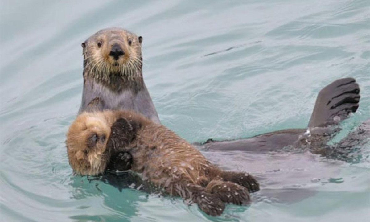 Rái cá biển ôm con bơi qua vùng biển Alaska. Chúng thường chỉ sinh 1 con, khoảng 2% sẽ sinh đôi và nuôi dưỡng con của mình trong khi nổi trên lưng.