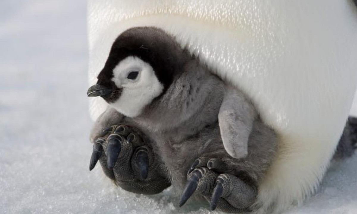 Chim cánh cụt con đáng yêu bên mẹ. Mẹ của chúng là chim cánh cụt hoàng đế cái có thể di chuyển đến 50 dặm để mang thức ăn cho con.
