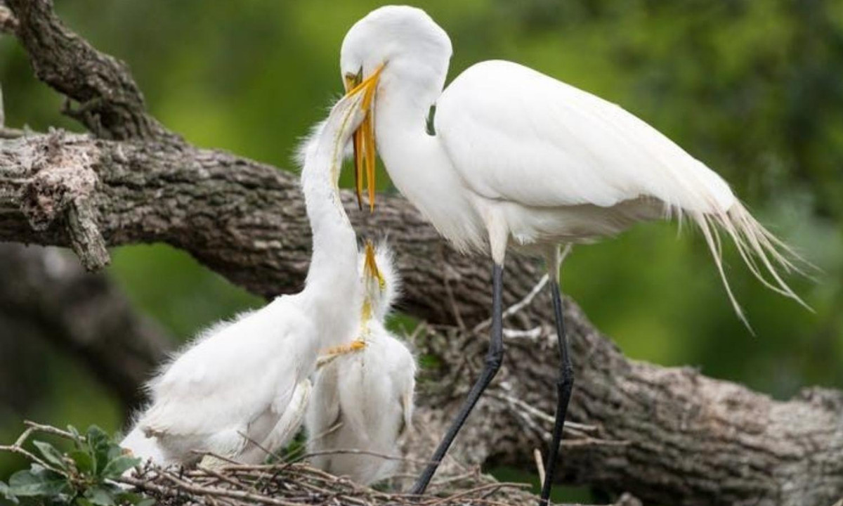 Khoảnh khắc âu yếm trong gia đình nhà Diệc. Theo The National Park Service, Diệc bạch cái là những bà mẹ hiền lành. Cả Diệc bạch đực và cái đều cùng nhau ấp trứng trong tổ.