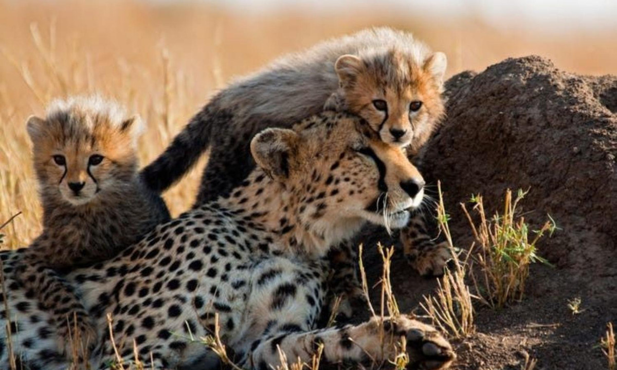  Báo săn con “quây quần” bên báo săn mẹ. Báo săn con lúc mới sinh chưa mở mắt, rất yếu ớt và phụ thuộc hoàn toàn vào mẹ để sinh tồn.