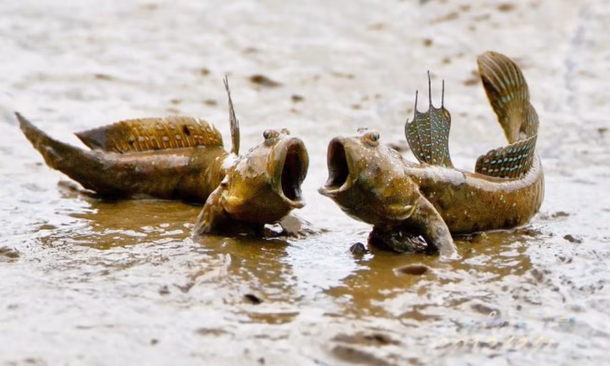 Cá thòi lòi được tổ chức Sinh vật thế giới xếp vào 1 trong 6 con vật “kỳ dị nhất hành tinh”. Sở dĩ, chúng là loài cá kỳ dị nhất hành tinh nhờ bởi các đặc điểm có một không hai của mình. Nguồn: Mytour. 