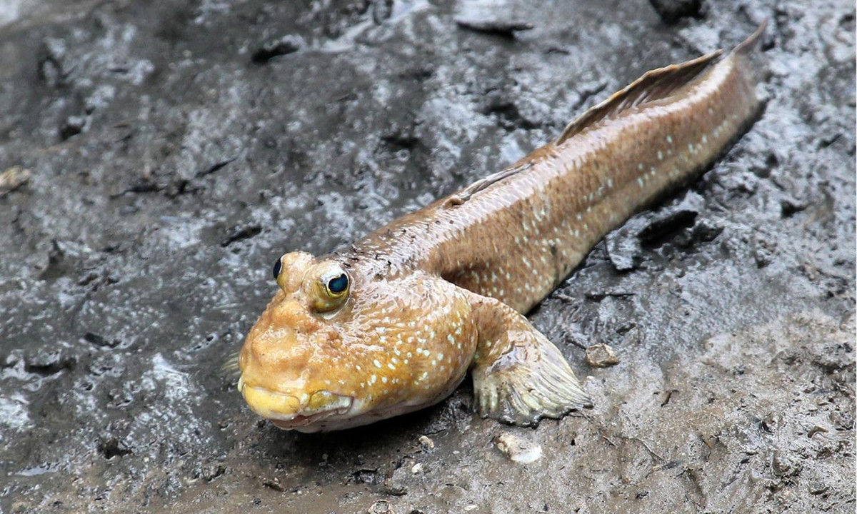 Hút mắt nhất có lẽ là cặp mắt to, lồi ra ngoài nằm sát nhau trên đỉnh đầu của chúng khiến cho loài cá này có cái tên là “thòi lòi”. Nguồn: Tép bạc. 