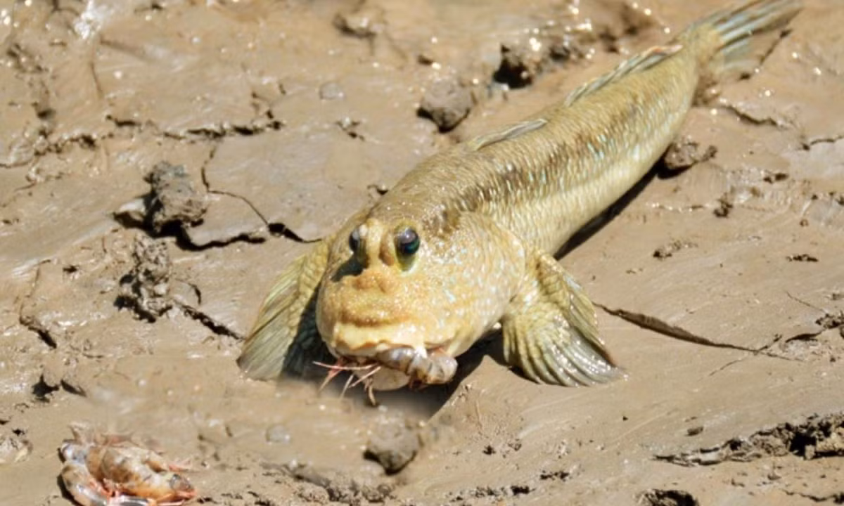 Các nhà nghiên cứu dành thời gian quan sát vài loài cá thòi lòi khác nhau và P. variabilis là loài duy nhất vừa trèo cây vừa nhảy trên mặt nước. Đây cũng có thể là cách chạy trốn của chúng. Nguồn: Bến cũ.