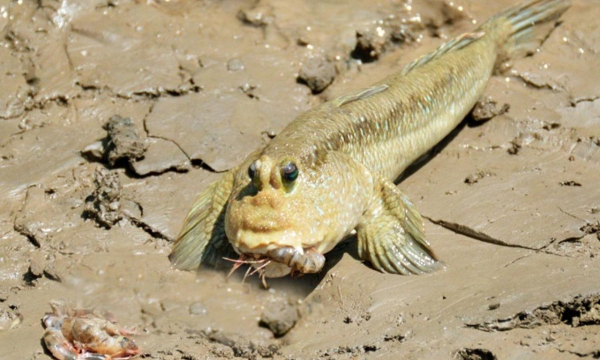 Các nhà nghiên cứu dành thời gian quan sát vài loài cá thòi lòi khác nhau và P. variabilis là loài duy nhất vừa trèo cây vừa nhảy trên mặt nước. Đây cũng có thể là cách chạy trốn của chúng. Nguồn: Bến cũ.