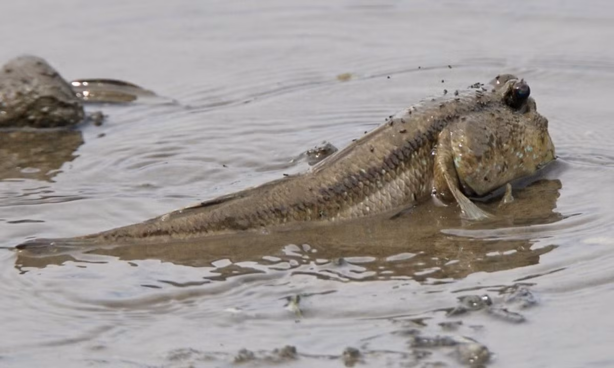 Đặc điểm kỳ lạ nhất khiến cá thòi lòi không giống bất cứ loài cá nào là nó sinh sống được ở vùng nước mặn, nước lợ (nhưng môi trường sống phù hợp nhất của chúng là môi trường nước mặn). Nguồn: wikipedia. 