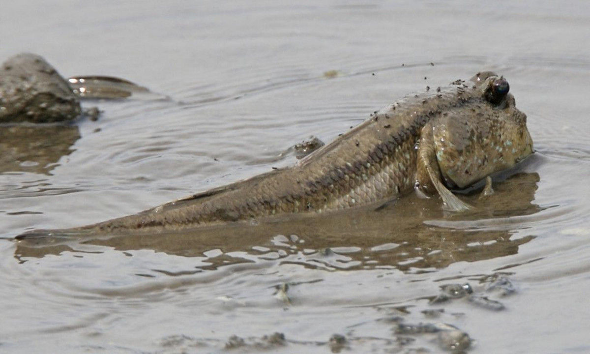 Đặc điểm kỳ lạ nhất khiến cá thòi lòi không giống bất cứ loài cá nào là nó sinh sống được ở vùng nước mặn, nước lợ (nhưng môi trường sống phù hợp nhất của chúng là môi trường nước mặn). Nguồn: wikipedia. 