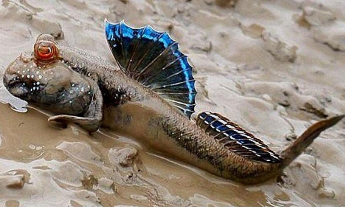 Ngoại hình của thòi lòi gây ấn tượng mạnh từ cái nhìn đầu tiên. Từ làn da, từ bộ vây cho đến màu sắc đều rất đặc biệt. Nguồn: GiHay. 