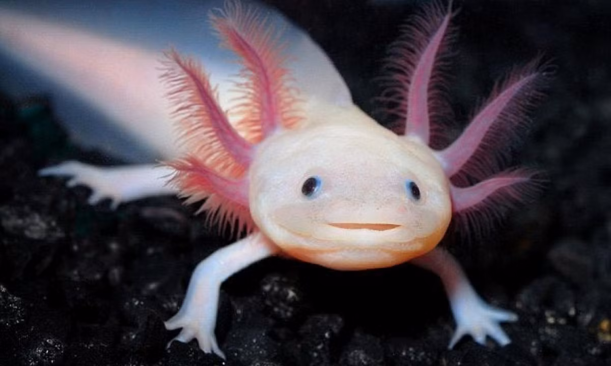 Với đôi mắt đen nhỏ xíu, miệng trông như đang cười và cái mũi là lạ, Axolotl khác với hầu hết các loài động vật. (Nguồn: Tiền Phong)