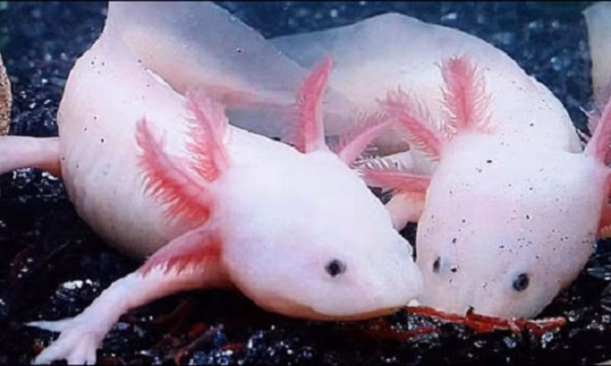 Chúng có thể tái sinh gần như bất kỳ bộ phận nào trên cơ thể, bao gồm cả não bộ, tủy sống, hàm và các chi. (Nguồn: Thegioiloaica.com) 