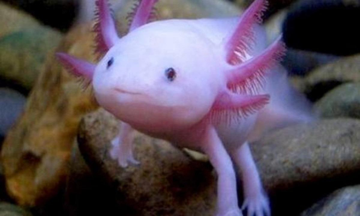 Khả năng tái tạo này hoàn toàn không thể có ở động vật có vú, bao gồm con người. Bởi vì, nếu các loài thú bị thương thì đại thực bào – một loại tế bào miễn dịch – sẽ "ăn" lấy tế bào chết và để lại sẹo ngay. (Nguồn: Zing)