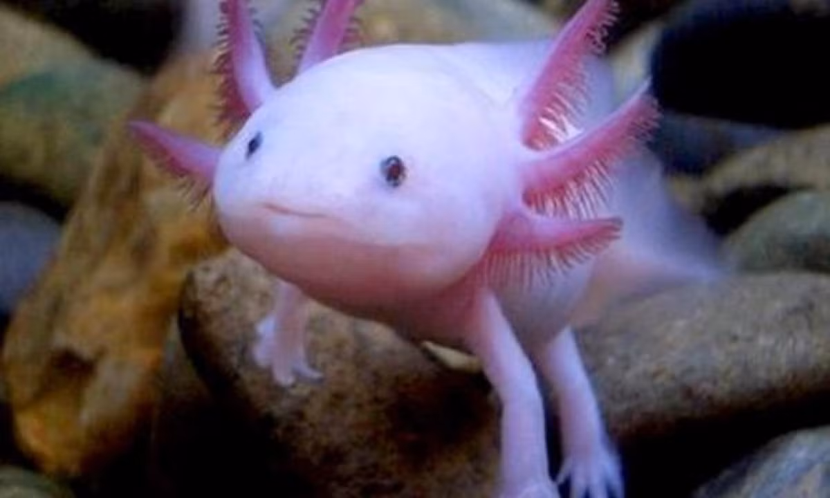 Khả năng tái tạo này hoàn toàn không thể có ở động vật có vú, bao gồm con người. Bởi vì, nếu các loài thú bị thương thì đại thực bào – một loại tế bào miễn dịch – sẽ "ăn" lấy tế bào chết và để lại sẹo ngay. (Nguồn: Zing)