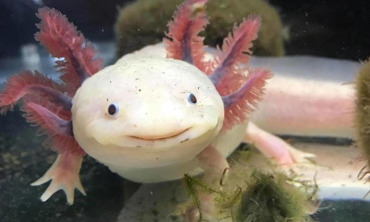 Đặc biệt, Axolotl không bao giờ trưởng thành. Thay vào đó chúng luôn giữ được vẻ ngoài trẻ trung, đáng yêu. (Nguồn: Voz)