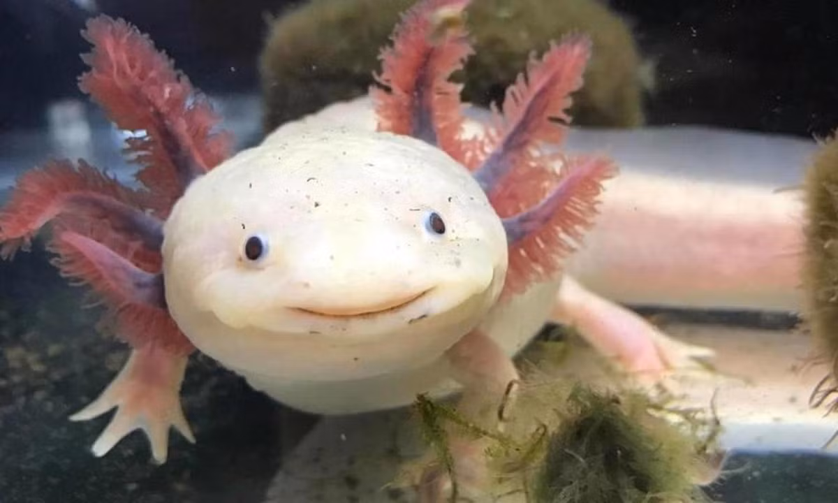 Đặc biệt, Axolotl không bao giờ trưởng thành. Thay vào đó chúng luôn giữ được vẻ ngoài trẻ trung, đáng yêu. (Nguồn: Voz)