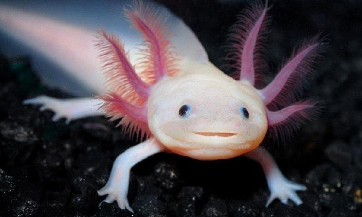 Với đôi mắt đen nhỏ xíu, miệng trông như đang cười và cái mũi là lạ, Axolotl khác với hầu hết các loài động vật. (Nguồn: Tiền Phong)