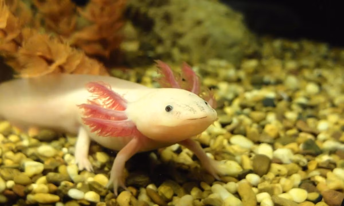 Cũng nhờ nhóm tế bào blastema mà kỳ giông còn có thể tái tạo một phần quả tim tổn thương. (Nguồn: IAS Links) 