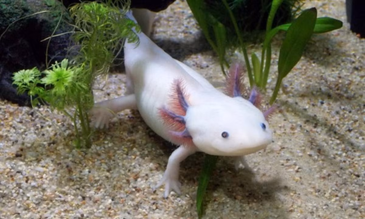 Axolotl có khả năng tái tạo lại cơ thể đến khó tin, không loài nào sánh bằng. (Nguồn: TinMoiZ)