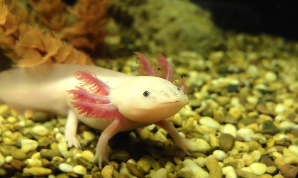 Cũng nhờ nhóm tế bào blastema mà kỳ giông còn có thể tái tạo một phần quả tim tổn thương. (Nguồn: IAS Links) 