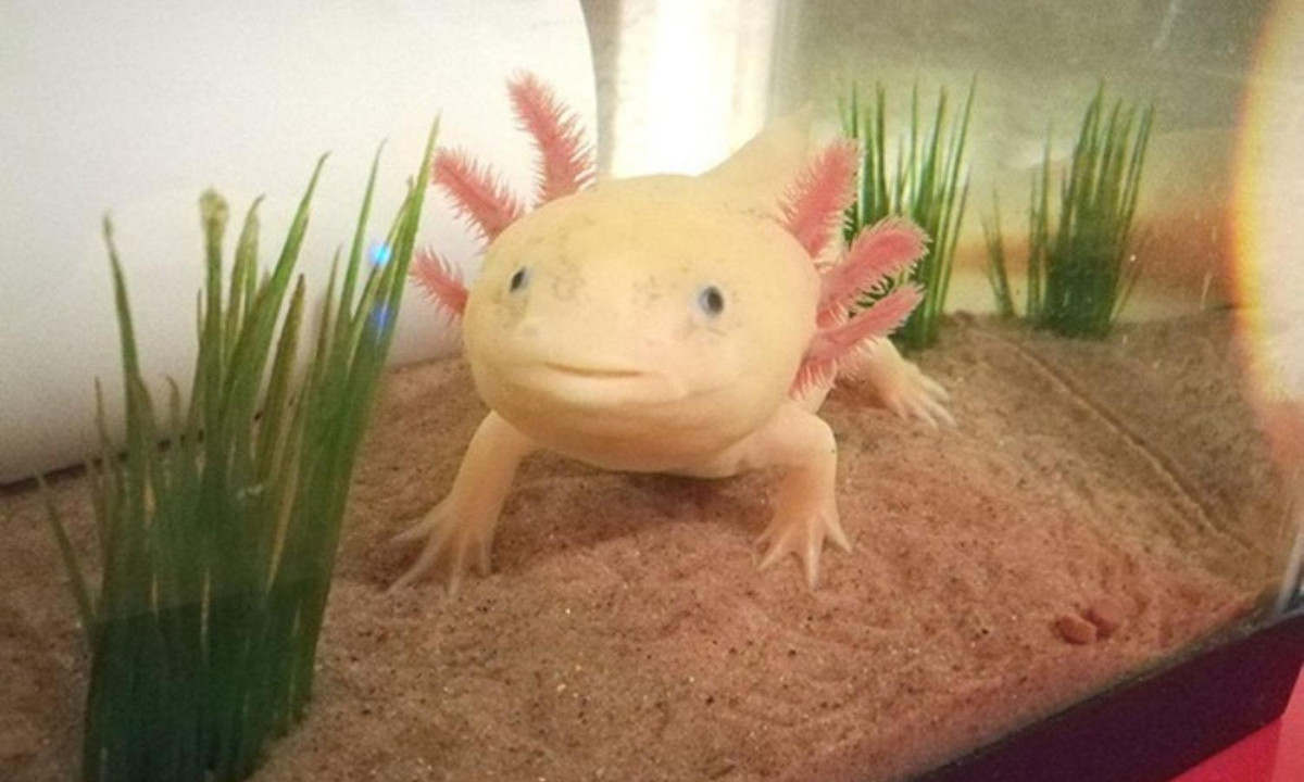 Khi một bộ phận được tái tạo, nó sẽ không để lại sẹo hoặc bất kỳ dấu hiệu nào. (Nguồn: Vietnamnet)