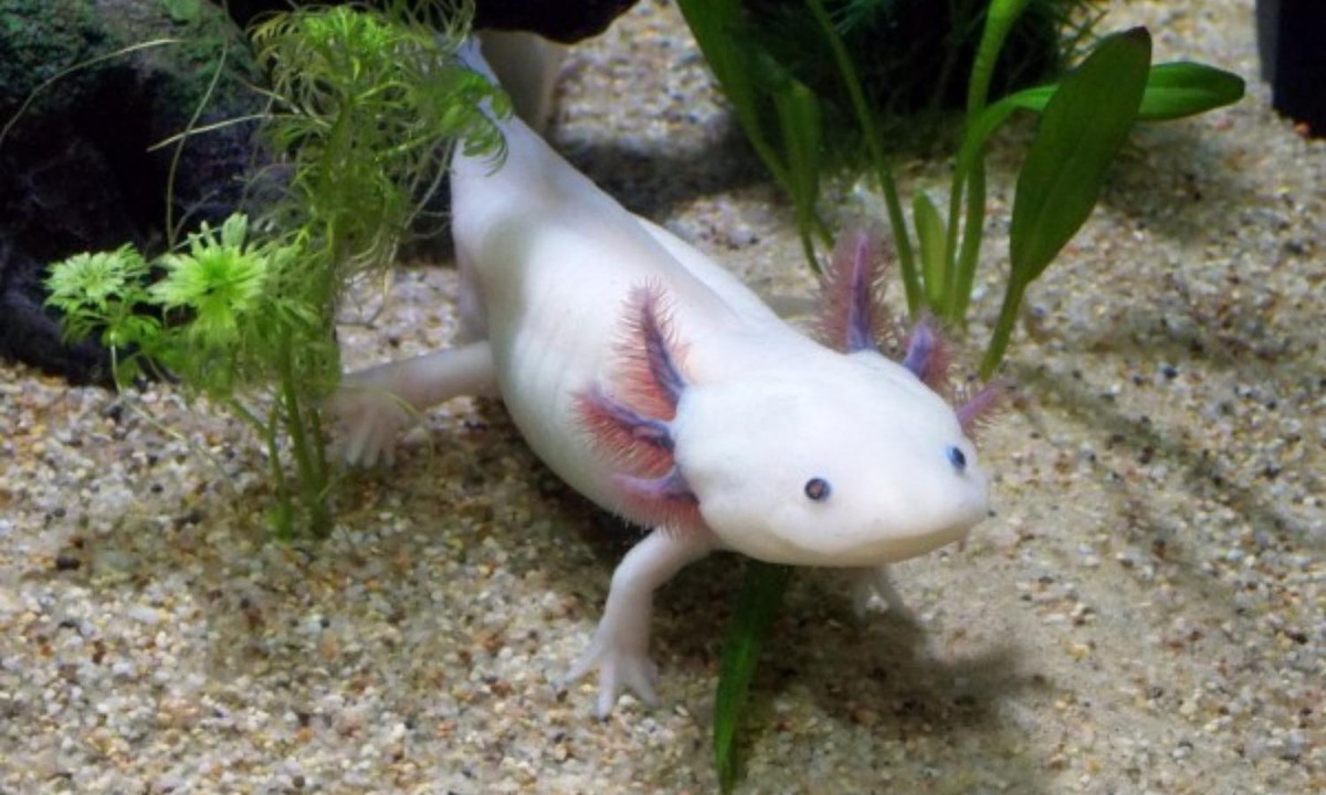 Axolotl có khả năng tái tạo lại cơ thể đến khó tin, không loài nào sánh bằng. (Nguồn: TinMoiZ)