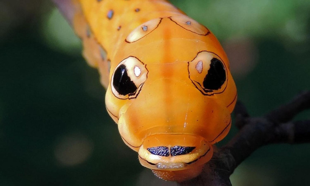 Sâu bướm đuôi tôm an tức hương (thuộc họ bướm Phượng). (Nguồn: baomoi.com) 