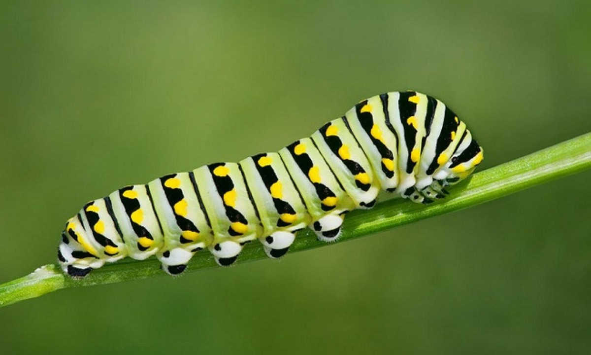 Sâu bướm đuôi én đen Al-pơ mang trên thân những sọc vàng đen xen lẫn. (Nguồn: japo.news)