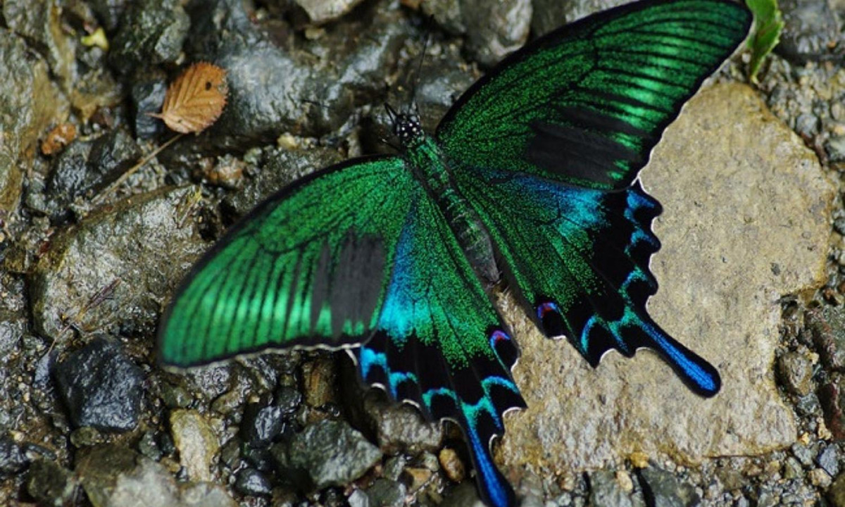 Đến khi trưởng thành, chúng lại có màu xanh rực rỡ, tưởng như phát sáng trong đêm. (Nguồn: flickr.com)