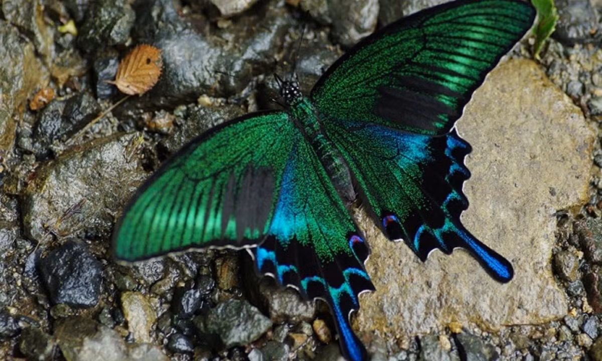 Đến khi trưởng thành, chúng lại có màu xanh rực rỡ, tưởng như phát sáng trong đêm. (Nguồn: flickr.com)