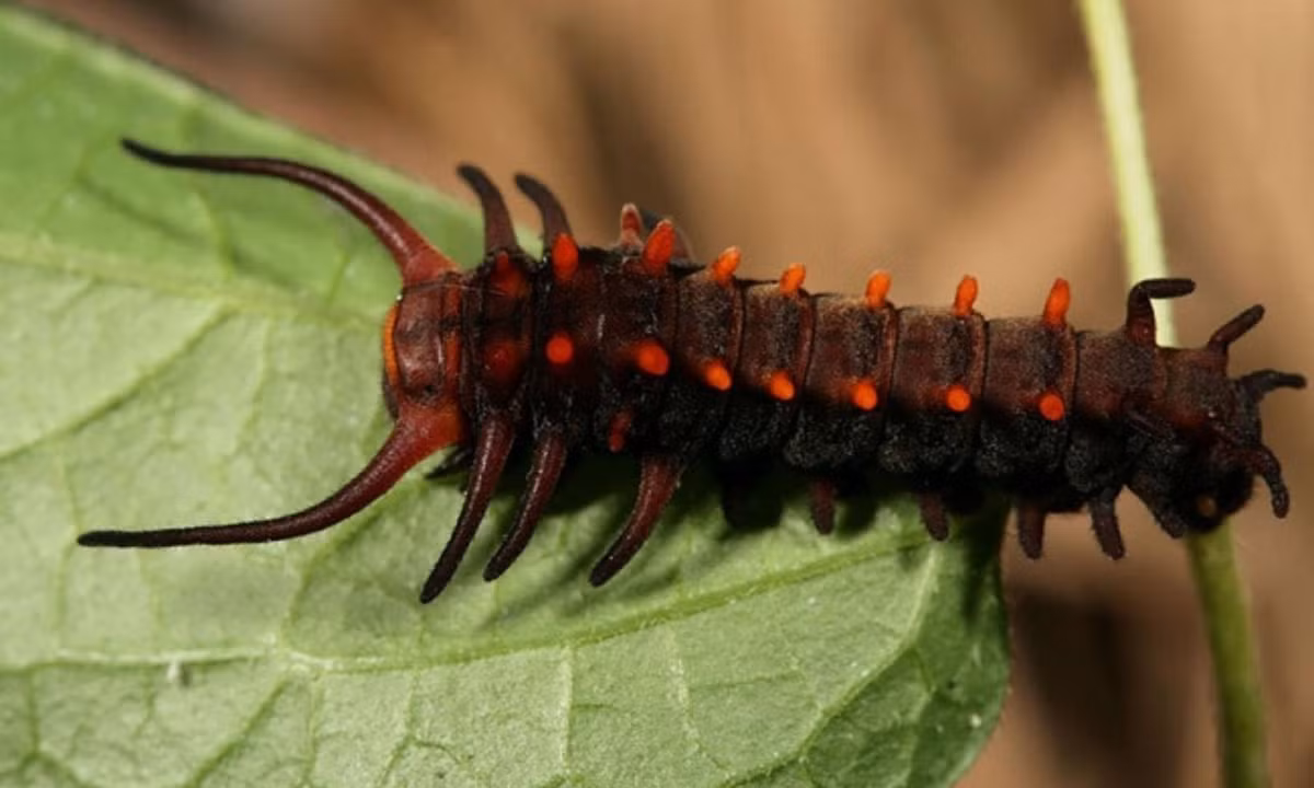 Bướm ngày đuôi én khi còn là sâu trông rất giống rết, khiến nhiều kẻ thù phải tránh xa. (Nguồn: celes.club)