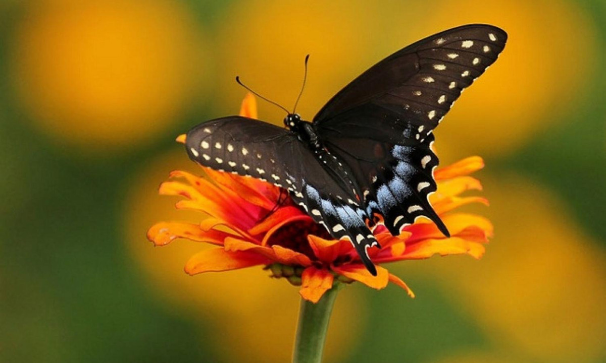 Hình thái của chú sâu bướm đuôi tôm an tức hương sau biến hình. (Nguồn: kompasiana.com)