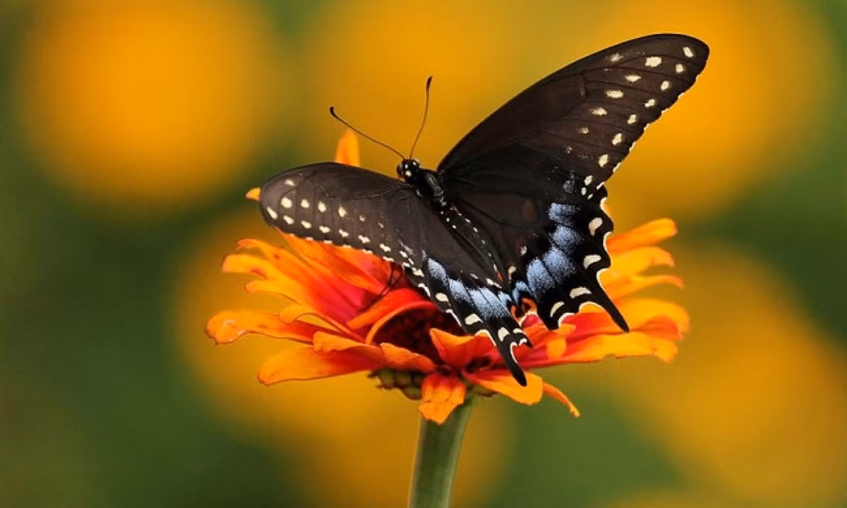 Hình thái của chú sâu bướm đuôi tôm an tức hương sau biến hình. (Nguồn: kompasiana.com)