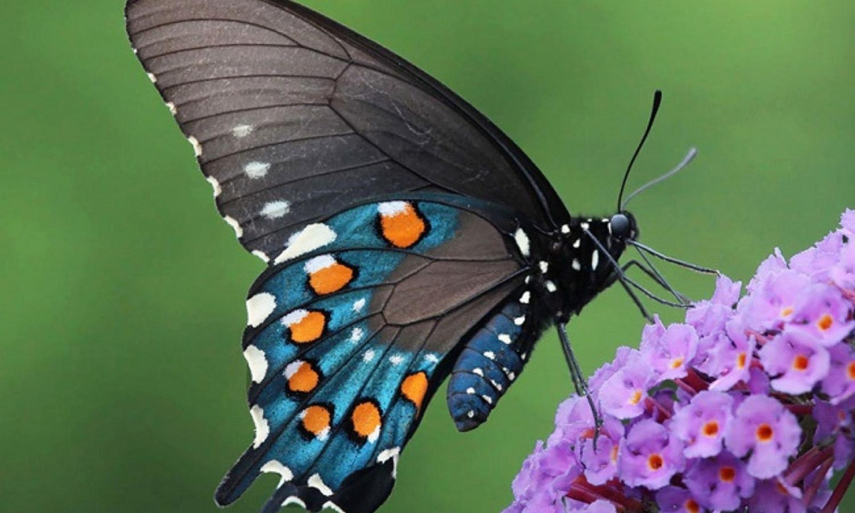 Khi trưởng thành, chúng lại có đôi cánh tuyệt đẹp màu xanh với 6 chấm màu cam mỗi bên. (Nguồn: fandom.com)