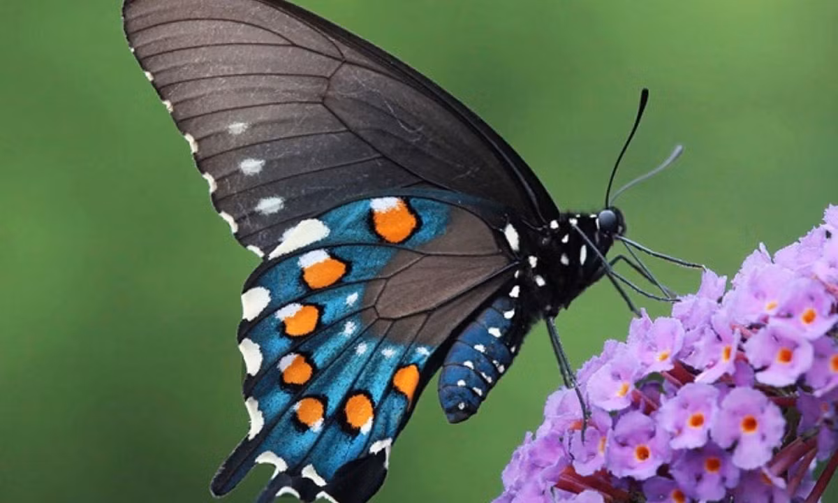 Khi trưởng thành, chúng lại có đôi cánh tuyệt đẹp màu xanh với 6 chấm màu cam mỗi bên. (Nguồn: fandom.com)