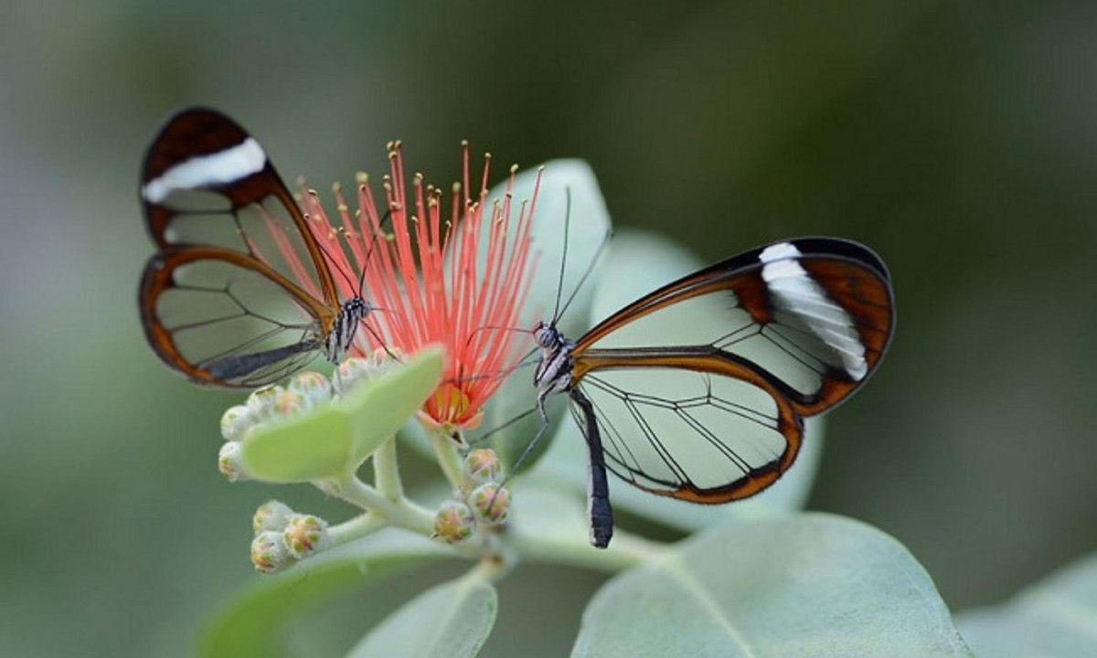 Còn đây là bướm cánh thủy tinh trưởng thành với đôi cánh đặc biệt. (Nguồn: 24H) 
