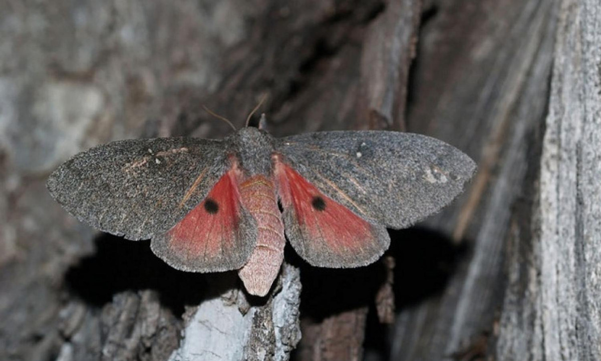 Đến khi trưởng thành, chúng lại có màu gần với vỏ cây để ẩn mình vào đó. (Nguồn: 24H) 