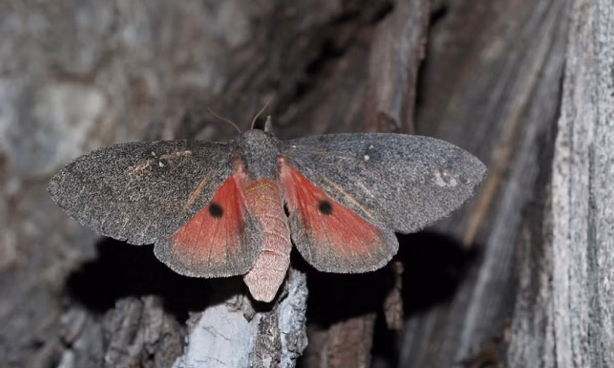 Đến khi trưởng thành, chúng lại có màu gần với vỏ cây để ẩn mình vào đó. (Nguồn: 24H) 