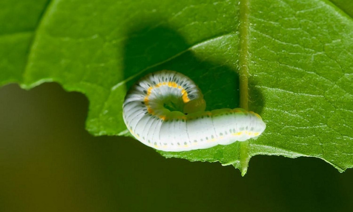 Sâu bướm cảnh thủy tinh với sọc vàng ở hai bên. (Nguồn: 24H)